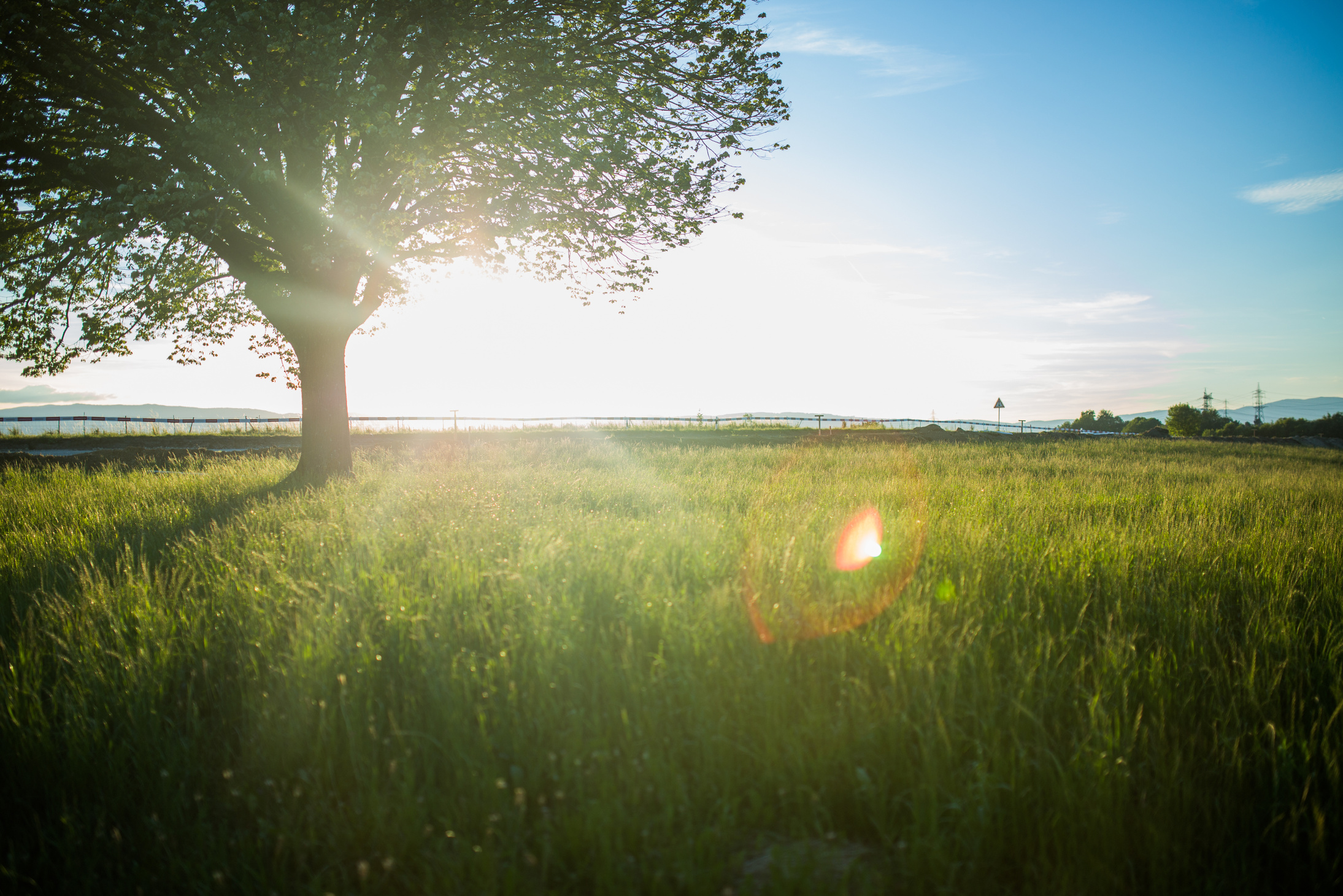 Green Grass Field Near Tree