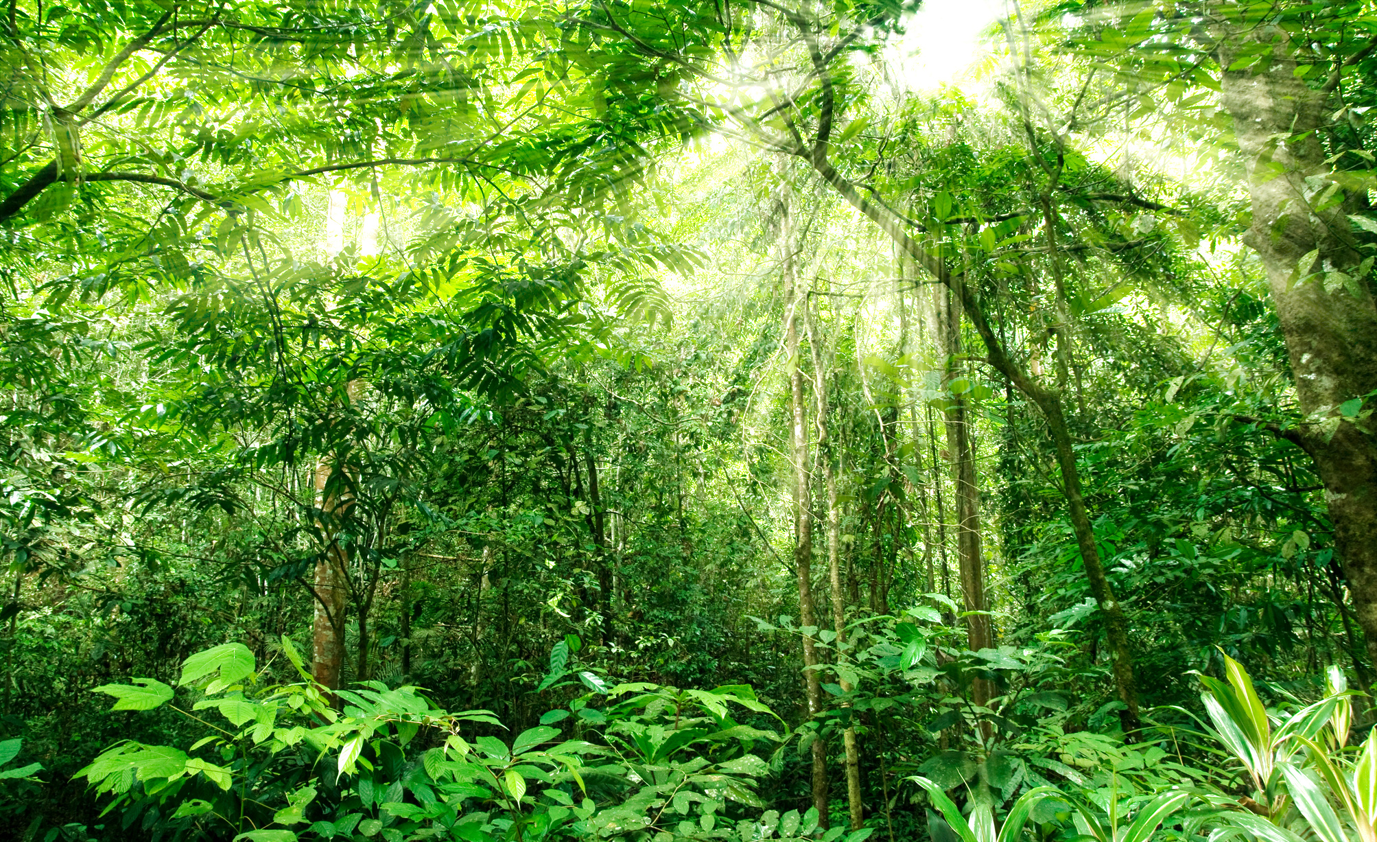 Green Forest